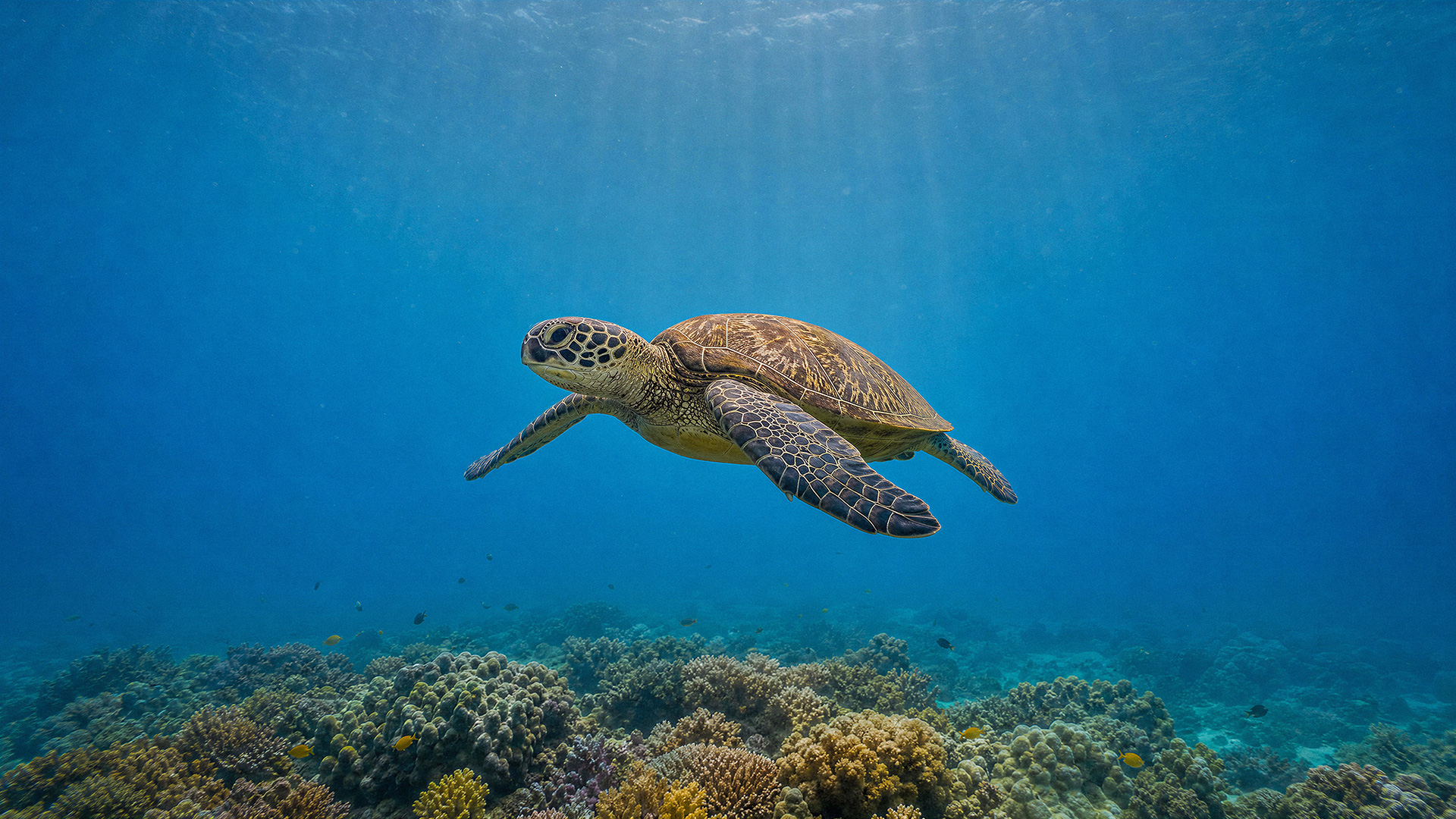 Biuro Podróży Tortuga